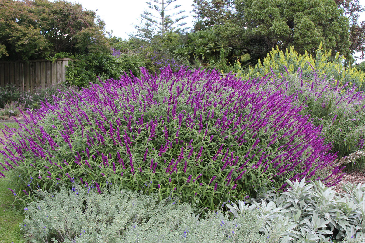 Salvia leucantha (2).jpg